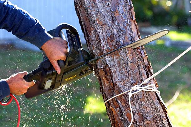 Best Leaf Removal  in Century, FL